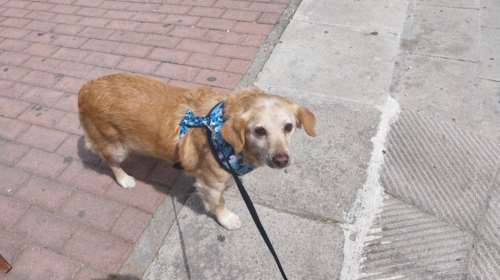 Εκκληση για τον γεράκο Φιφίκο που χάθηκε στο Μαρούσι: Είναι πανικόβλητος