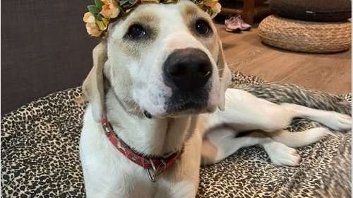 Σώστε ένα αδεσποτάκι: Το κόλπο για να έχετε άχνη ζάχαρη για πάντα στο σπίτι