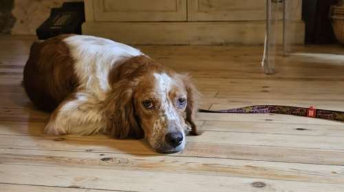 Σώστε ένα αδεσποτάκι: Με τον καιρό μαθαίνει ξανά πώς οι άνθρωποι μπορεί να είναι και καλοί