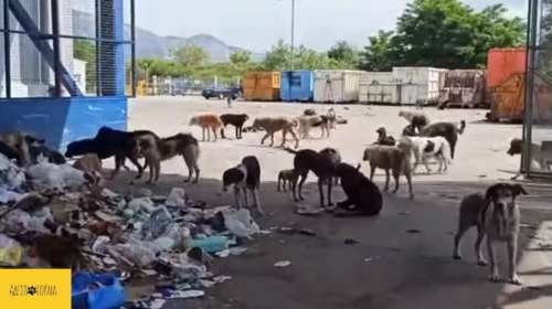 Ξάνθη: Καταγγελία ότι εκατοντάδες σκυλιά ζουν σε άθλιες συνθήκες σε χωματερή [Τραγικές εικόνες]