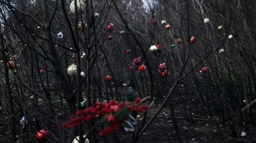 Αχτίδα φωτός: Οι κάτοικοι στόλισαν χριστουγεννιάτικα τα καμένα δέντρα στη Βαρυμπόμπη [εικόνες]