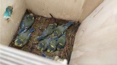 Δαδιά: Ευχάριστα νέα για τα μικρόπουλα στο καμένο δάσος – 11 τεχνητές φωλιές βρέθηκαν με αυγά και νεοσσούς