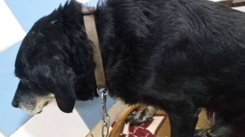 Κτηνωδία στα Χανιά: Οδηγός έδεσε σκύλο στον προφυλακτήρα του αυτοκινήτου και τον έσερνε στο οδόστρωμα [εικόνες]