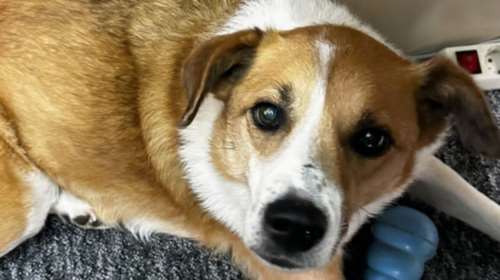 Xάθηκε η Σάνσυ στο Γαλάτσι: Οι άνθρωποί της την ψάχνουν και αγωνιούν - Αν τη δείτε καλέστε στα  6945334815 - 6936533791