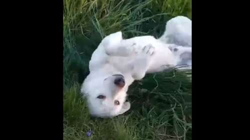 Άλλο ένα υπέροχο πλάσμα εγκαταλείφθηκε στον Ασπρόπυργο [Βίντεο]