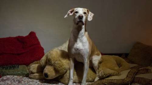 Μη με ξυπνάς από τις 6... Γιατί ο σκύλος μου με ξυπνάει αξημέρωτα - Πώς θα αλλάξετε αυτή του τη συνήθεια