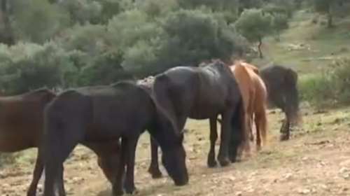 Εκκληση  από την Help Horses Ymittos: Χρειαζόμαστε 8 τόνους τροφή κάθε εβδομάδα - Δείτε πώς μπορείτε να βοηθήσετε
