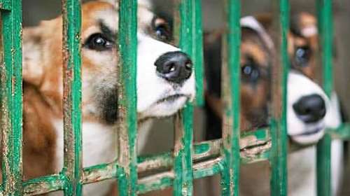 Μεταμόρφωσε το σπίτι σου σε LuvMi Home: Η αγάπη δε χωράει σε κλουβιά