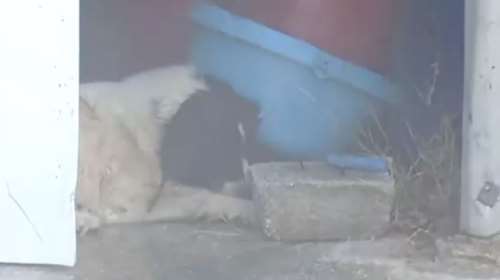 Φωτιά στην Κερατέα: Σκυλάκι εγκλωβισμένο στις φλόγες - Η προσπάθεια εθελοντή