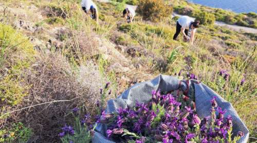 Μυτιλήνη: Με μωβ αγριολούλουδα από τα βουνά που μάζεψαν Πρόσκοποι οι Επιτάφιοι στον Μόλυβο