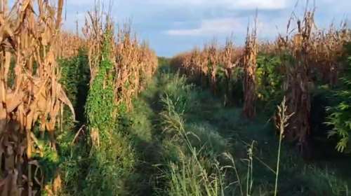 Κιλκίς: Δαιμόνιος χασισοκαλλιεργητής μεγάλωνε δενδρύλλια κάνναβης ανάμεσα στα καλαμπόκια [βίντεο]