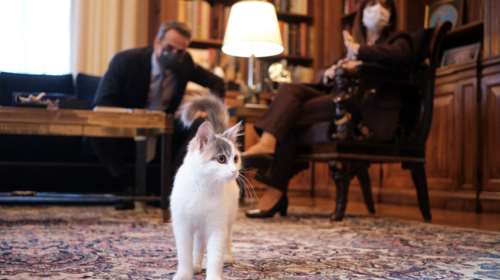 Καλυψώ: Η γάτα που έκλεψε την παράσταση στη συνάντηση Μητσοτάκη - Σακελλαροπούλου [Εικόνες]