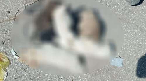 Απίστευτη βαρβαρότητα στα Τρίκαλα. Έπνιξαν 6 κουταβάκια και τα έριξαν στα σκουπίδια