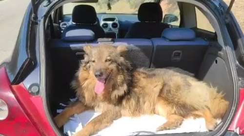 Η Σαλούκα είναι 10 ετών - Το μόνο που θέλει είναι ένα χώρο να είναι ασφαλής για να ζήσει τα υπόλοιπα χρόνια της ζωής της