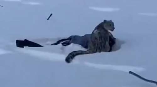 Βίντεο σοκ: Σκιέρ δέχεται επίθεση από λεοπάρδαλη του χιονιού ενώ προσπαθεί να βγάλει selfie μαζί της
