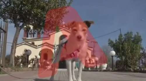 Τραγωδία στα Τέμπη: Το σκυλάκι της Δάφνης και του Βάιου τριγυρνούσε στα συντρίμμια και τους αναζητούσε