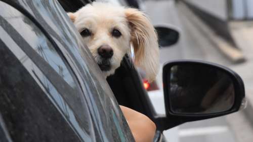 Φεύγεις τριήμερο και έχεις νεύρα με την κίνηση; Ρίξε μια ματιά στον σκύλο σου και θα περάσουν: Τι χρειάζεται να ξέρετε όταν ταξιδεύετε μαζί