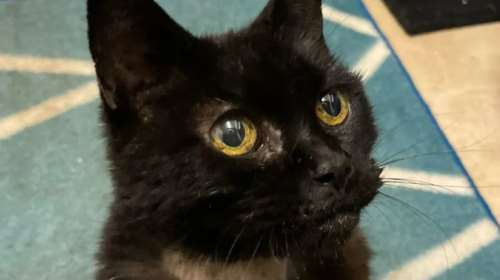 Ο Asher βρέθηκε &quot;άψυχος&quot; σε κάδο κάτω από σωρούς σκουπιδιών: Νόμιζαν ότι ήταν γούνινο καπέλο