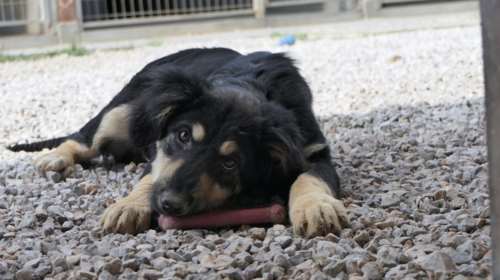 Σώστε ένα αδεσποτάκι: Αυτός είναι ο Μπένζαμιν, ο αδερφός του Μπάτον - Δύο κουτάβια είναι καλύτερα από ένα