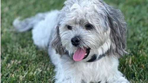 Ο &quot;Μπρούνο&quot; χάθηκε στην περιοχή της Κηφισιάς - Είναι πολύ φιλικό ημίαιμο Shorkie και δεν φορά το λουράκι του