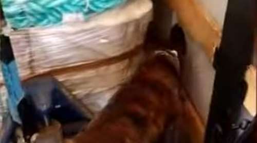 Πάτρα: Η στιγμή που ο &quot;ΑΙΚ&quot; και ο &quot;ΑΡΗΣ&quot; εντοπίζουν 65 κιλά κάνναβη κρυμμένα μέσα σε φορτηγό [Βίντεο]