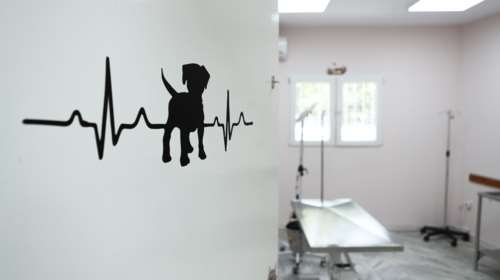 Επίθεση ροτβάιλερ στην Καλαμάτα: &quot;Το χτύπησε με αλυσίδα πάρα πολλές φορές&quot; - Κατατέθηκε μήνυση για κακοποίηση ζώου