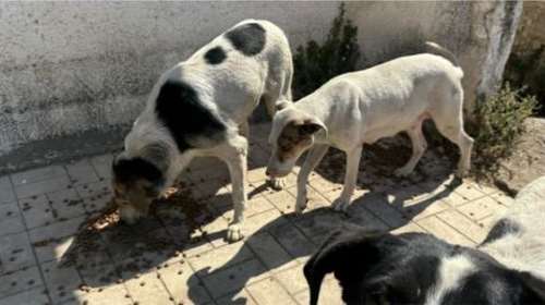 Εκκληση για τροφές από τα Φαντάσματα του Ασπροπύργου: Χωρίς εμάς δεν μπορούν να συνεχίσουν