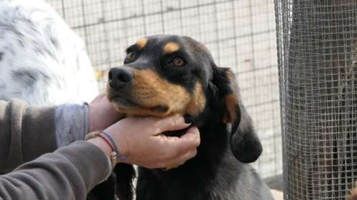 Ο Βίβο από το δημοτικό κυνοκομείο της Τρίπολης είναι η πρόταση για να γεμίσεις ήλιο τη ζωή