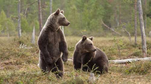 Σάλος στη Σλοβακία: Η κυβέρνηση ενέκρινε την πώληση κρέατος αρκούδας