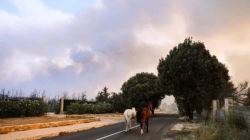 Τύρναβος: Άλογο νεκρό σε πάρκο, δεμένο σε κολώνα της ΔΕΗ  - Το έψαχνα όλο το βράδυ, είπε ο ιδιοκτήτης [βίντεο]