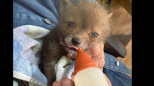 Anima: Χρειάζονται εθελοντές,  τροφές, υποστρώματα και αναλώσιμα