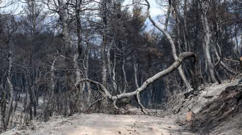 Πυρκαγιές: Πώς τα μεσογειακά δάση ξαναγεννιούνται από τις στάχτες τους - Οι μηχανισμοί επιβίωσης