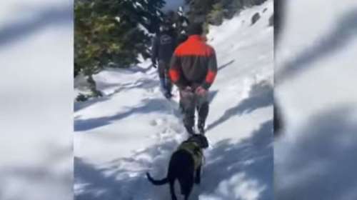 Οίτη: Κυνηγόσκυλα εγκλωβίστηκαν στα χιόνια - Συγκλονιστικές εικόνες από τη διάσωση [Βίντεο]