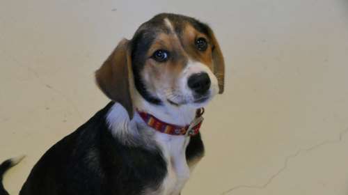 Τουρίστες βρήκαν κουτάβι  σε βουνό στην Εύβοια, στη μέση του πουθενά, και το πήραν μαζί τους: &quot;Εκεί θα πέθαινε&quot;