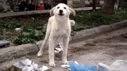 Εκθεση κόλαφος του Ελεγκτικού Συνεδρίου για την ευζωία των ζώων και τα αδέσποτα- Η ανάρτηση του Save a Greek Stray