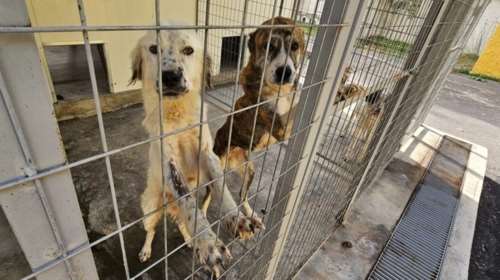 Ουγγαρία: Δεκάδες σκυλιά, που ζούσαν σε &quot;άθλιες&quot; συνθήκες, διασώθηκαν από ένα εκτροφείο