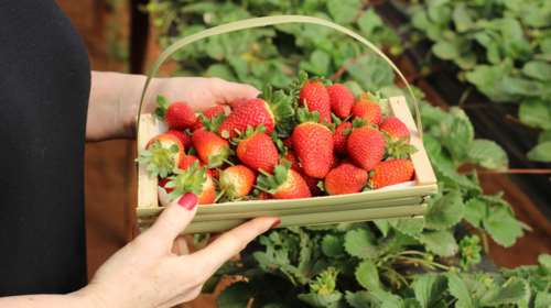 Το &quot;κόλπο&quot; για να μην χαλάνε γρήγορα οι φράουλες
