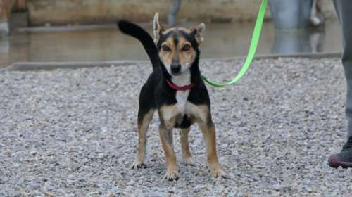 Ένα βλέμμα του ρίχνεις και καταλαβαίνες με τι παιδί έχεις να κάνεις: Του αρέσει το βουνό, η θάλασσα, το agility, ό,τι κάνετε μαζί του