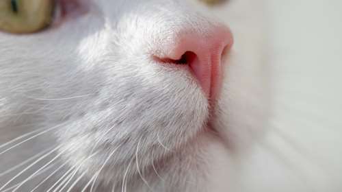 Η ιστορία της Μπου που δεν τα παράτησε ποτέ - Δεν είναι μόνο μια ιστορία σωτηρίας - Είναι η απόδειξη ότι κάθε ζωή αξίζει τον αγώνα μας