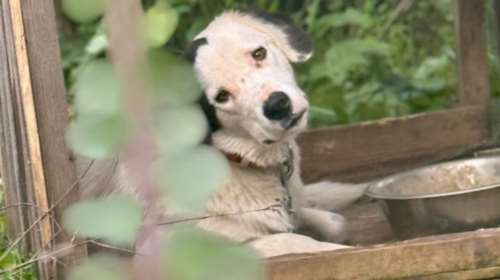 Ηλεία: Σκύλοι δεμένοι χωρίς νερό και τροφή σε άτυπο καταφύγιο - Μήνυση από το Save a Greek Stray [εικόνες]