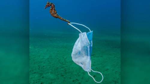 Μια μάσκα προστασίας στην ουρά ιππόκαμπου: Η απίστευτη φωτογραφία από το Στρατώνι που πάει για βραβείο