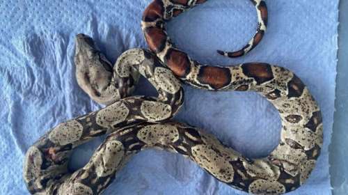 Θεσσαλονίκη: Πέθανε ο βόας που βρέθηκε σε πάρκο - Του επιτέθηκαν γάτες [βίντεο]