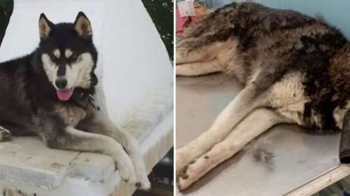 Αράχωβα: Παρέμβαση του εισαγγελέα του Αρείου Πάγου για τον θάνατο και τη φρικτή κακοποίηση του Όλιβερ