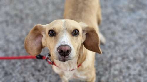 Η Σούκι από το Δημοτικό Κυνοκομείο Τρίπολης έχει τα μεγαλύτερα χαρίσματα στον κόσμο