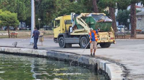 Απίστευτες εικόνες στο Βόλο: Το λιμάνι γέμισε με νεκρά ψάρια και τα μαζεύουν με απόχες