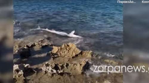 Απίστευτο: Εμφανίστηκε καρχαρίας σε παραλία των Χανίων [βίντεο]
