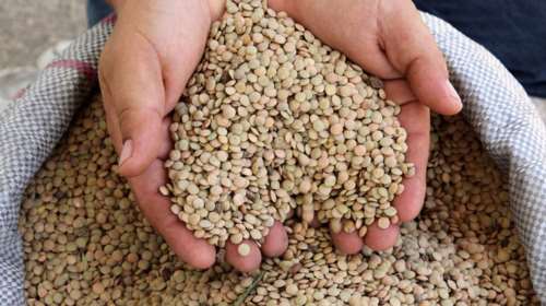 Τα ...καλά του κορονοϊόυ: Ρεκόρ πωλήσεων στις φακές Φαρσάλων και στους γίγαντες Καστοριάς