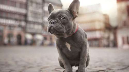 Τέλος στην 31χρονη κυριαρχία του Λαμπραντόρ Ριτρίβερ: Το Γαλλικό Μπουλντόγκ στην κορυφή της λίστας με τα δημοφιλέστερα σκυλιά