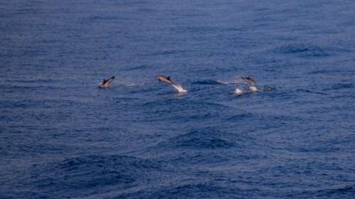 Τα δελφίνια επέστρεψαν και κάνουν βόλτες στον Βόσπορο- Λόγω κορονοϊού [εικόνες]