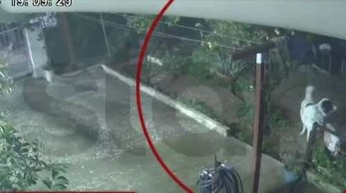 Άγιος Δημήτριος: Σκύλος γλιτώνει στο... παρά πέντε από την κατάρρευση αυλής εξαιτίας της κακοκαιρίας